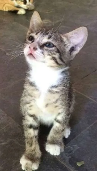 Gato raça srd idade Abaixo de 2 meses nome Ninhada