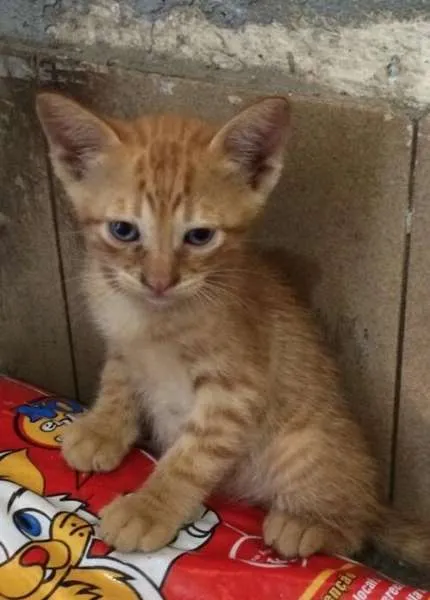 Gato raça srd idade Abaixo de 2 meses nome Ninhada
