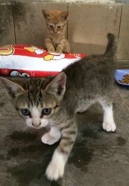 Gato raça srd idade Abaixo de 2 meses nome Ninhada