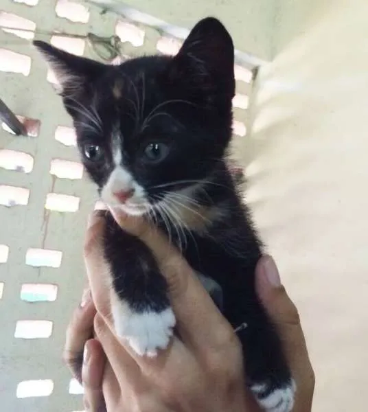 Gato raça srd idade Abaixo de 2 meses nome Ninhada