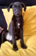 Cachorro raça SRD idade 2 a 6 meses nome Preta