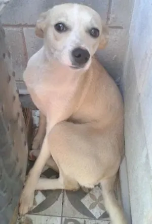 Cachorro raça vira lata idade 1 ano nome BLUE