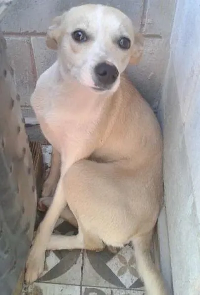 Cachorro ra a vira lata idade 1 ano nome BLUE