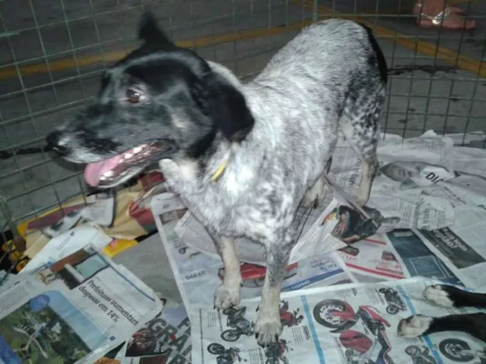 Cachorro ra a srd idade 2 anos nome Bolinha
