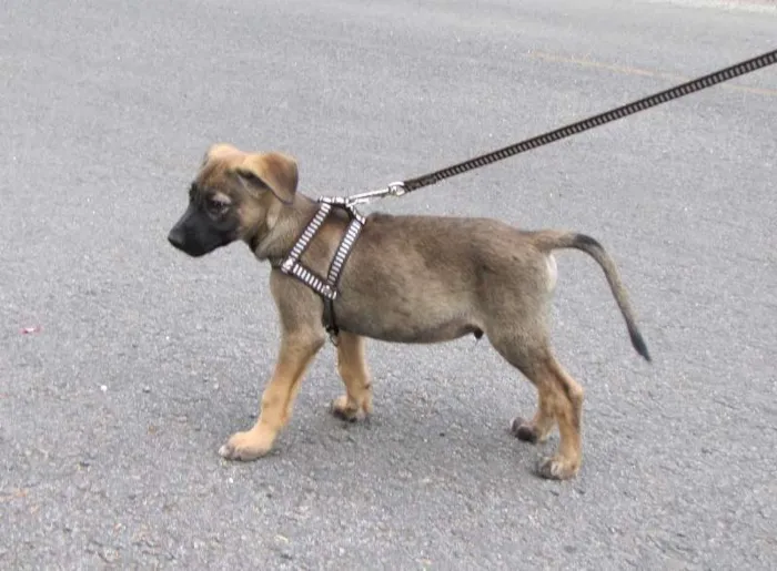 Cachorro ra a SRD idade 2 a 6 meses nome Paçoca