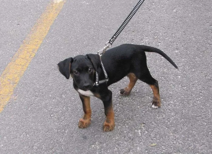 Cachorro ra a SRD idade 2 a 6 meses nome Feijão