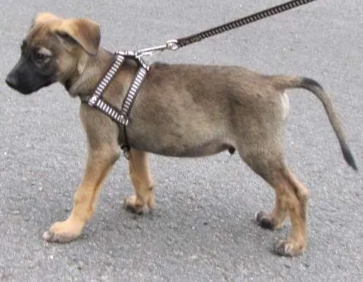 Cachorro ra a SRD idade 2 a 6 meses nome Paçoca