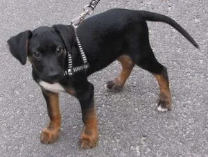 Cachorro raça SRD idade 2 a 6 meses nome Feijão