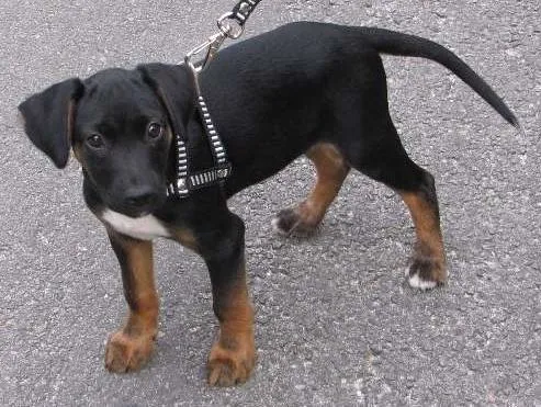 Cachorro ra a SRD idade 2 a 6 meses nome Feijão