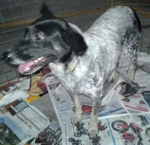 Cachorro raça srd idade 2 anos nome Bolinha