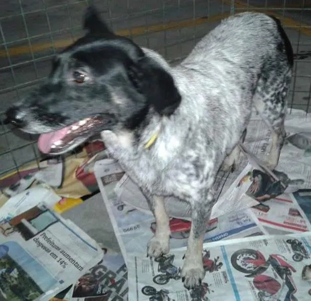 Cachorro ra a srd idade 2 anos nome Bolinha