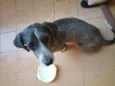 PELUDO