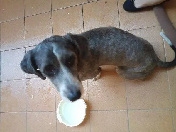 Cachorro ra a VIRA LATA idade 3 anos nome PELUDO