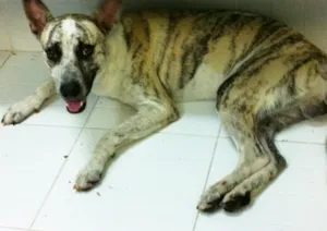 Cachorro raça Indefinida idade 1 ano nome Sem Nome
