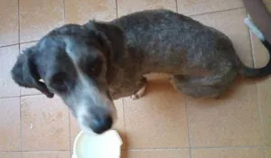 Cachorro raça VIRA LATA idade 3 anos nome PELUDO