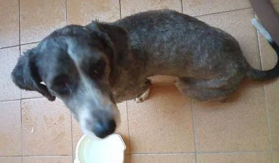 Cachorro ra a VIRA LATA idade 3 anos nome PELUDO
