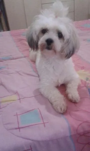 Cachorro ra a Lhasa Apso idade 1 ano nome NINA GRATIFICA