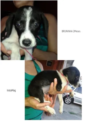 Cachorro raça SRD idade 2 a 6 meses nome Bruninha