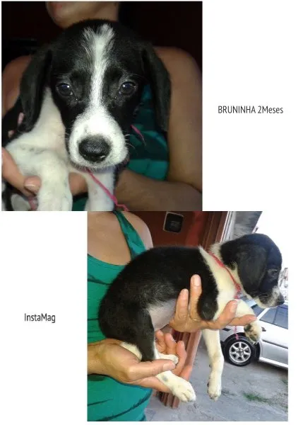 Cachorro ra a SRD idade 2 a 6 meses nome Bruninha