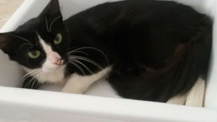Gato ra a  idade 7 a 11 meses nome Coisinha