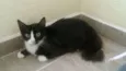 Coisinha