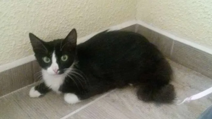 Gato ra a  idade 7 a 11 meses nome Coisinha