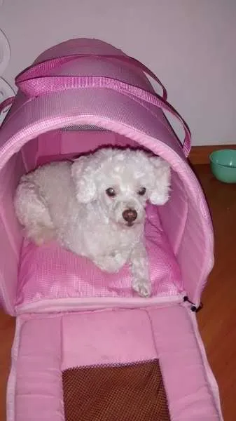 Cachorro ra a Poodle idade 6 ou mais anos nome Nina