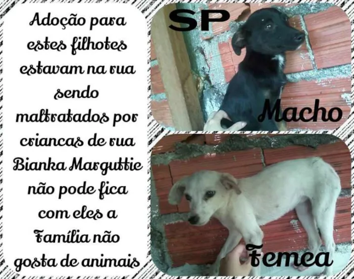Cachorro ra a vira lata idade 1 ano nome brankinha e pretinho