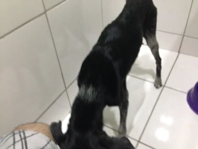 Cachorro ra a Vira lata idade 6 ou mais anos nome Nice