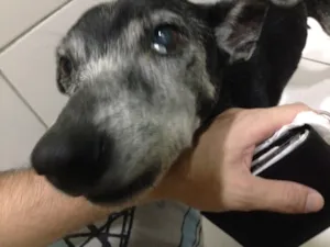 Cachorro raça Vira lata idade 6 ou mais anos nome Nice