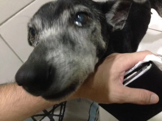Cachorro ra a Vira lata idade 6 ou mais anos nome Nice
