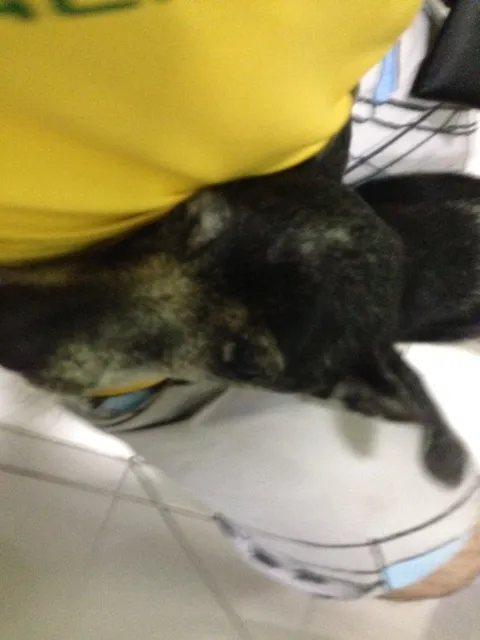 Cachorro ra a Vira lata idade 6 ou mais anos nome Nice