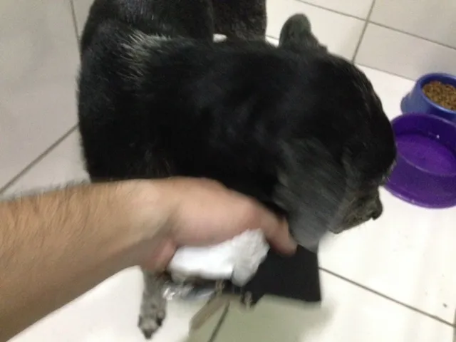 Cachorro ra a Vira lata idade 6 ou mais anos nome Nice
