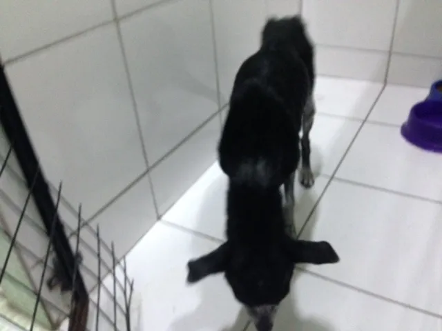 Cachorro ra a Vira lata idade 6 ou mais anos nome Nice