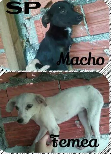 Cachorro ra a vira lata idade 1 ano nome brankinha e pretinho