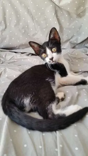 Gato raça SRD idade 2 a 6 meses nome ----