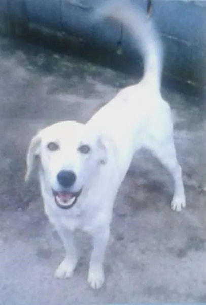 Cachorro ra a SRD idade 5 anos nome BODÃO GRATIFICA