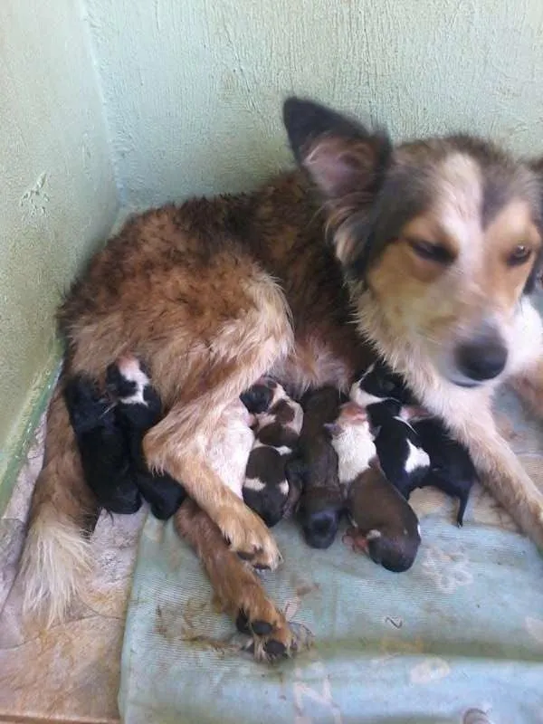 Cachorro ra a Blue Hiller idade Abaixo de 2 meses nome sem nomes