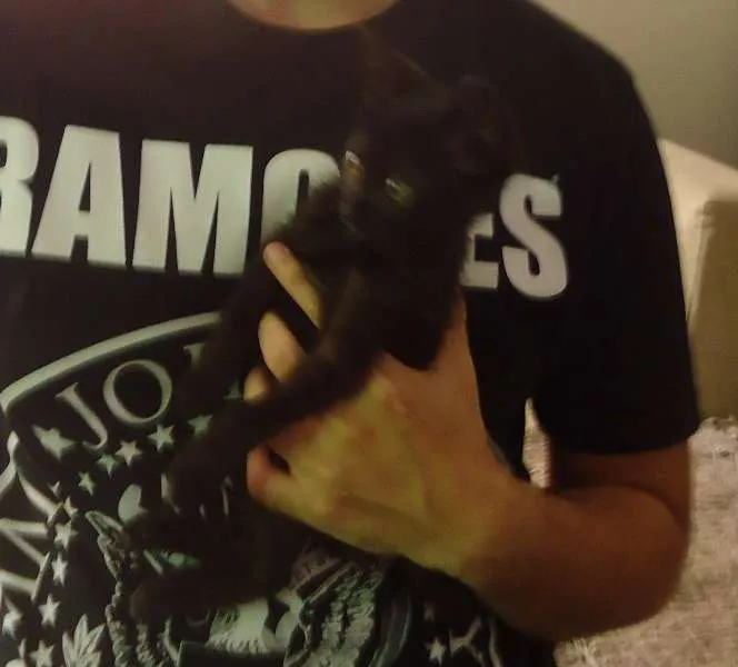 Gato ra a Indefinida idade 2 a 6 meses nome Seispretinhos