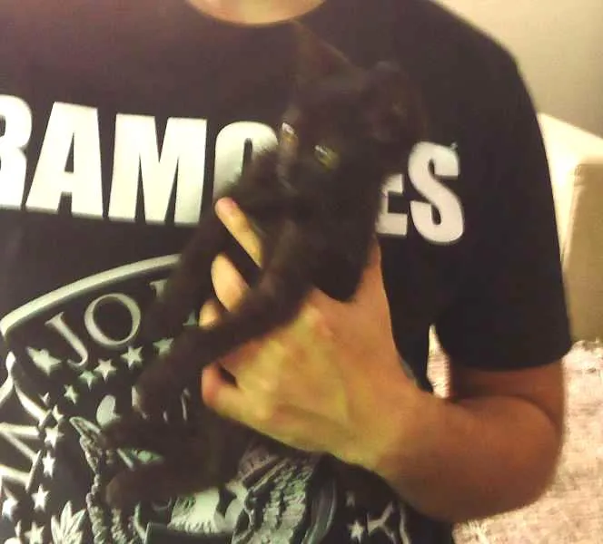 Gato ra a Indefinida idade 2 a 6 meses nome Seispretinhos
