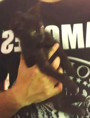 Gato raça Indefinida idade 2 a 6 meses nome Seispretinhos