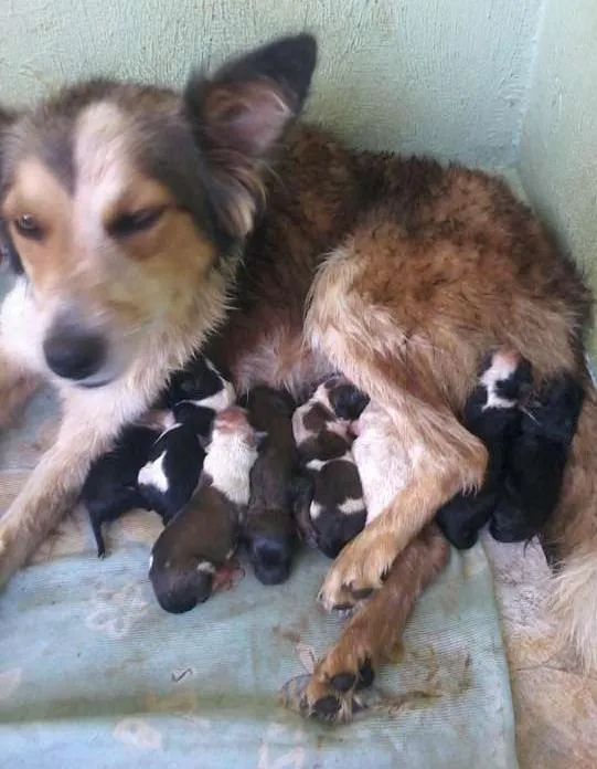 Cachorro ra a Blue Hiller idade Abaixo de 2 meses nome sem nomes