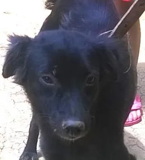 Cachorro raça pequena e peluda idade 1 ano nome sabrina