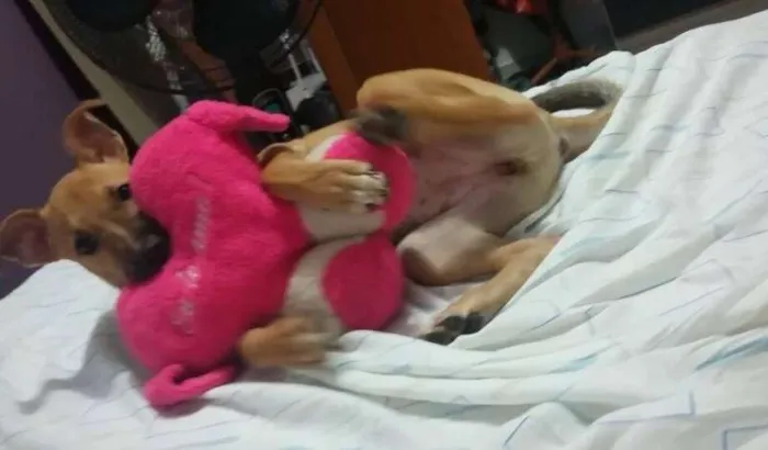 Cachorro ra a SRD idade 2 a 6 meses nome Judith