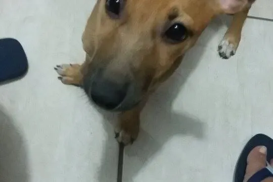 Cachorro ra a SRD idade 2 a 6 meses nome Judith