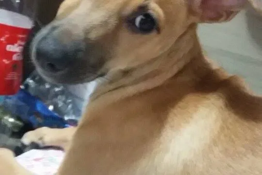 Cachorro ra a SRD idade 2 a 6 meses nome Judith