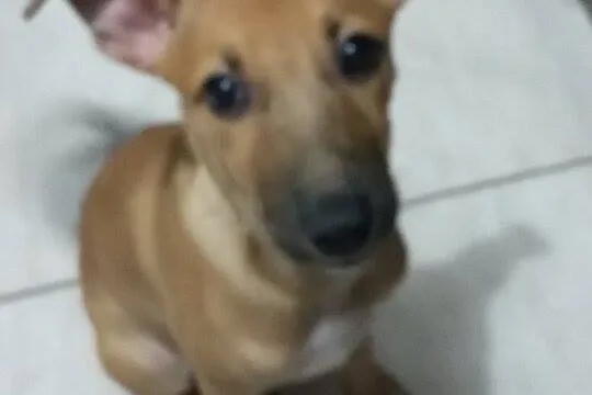 Cachorro ra a SRD idade 2 a 6 meses nome Judith