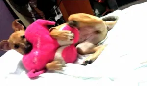 Cachorro raça SRD idade 2 a 6 meses nome Judith
