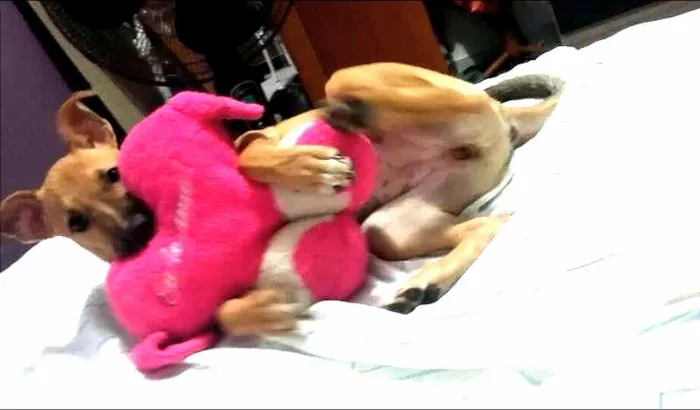 Cachorro ra a SRD idade 2 a 6 meses nome Judith