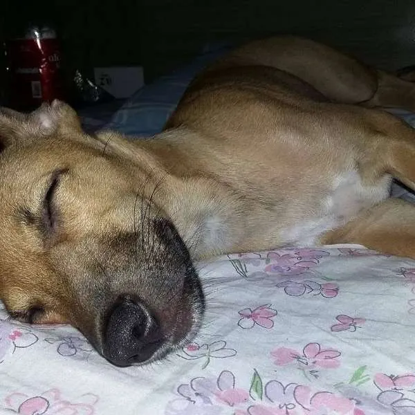 Cachorro ra a SRD idade 2 a 6 meses nome Judith